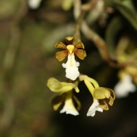 Trichoglottis quadriga Atthan., C.Bandara, Peiris & Kumar